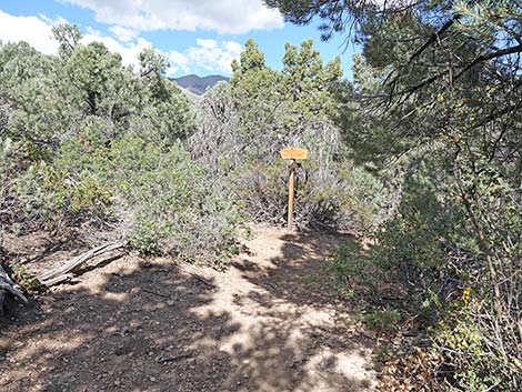 Lovell Canyon Trail