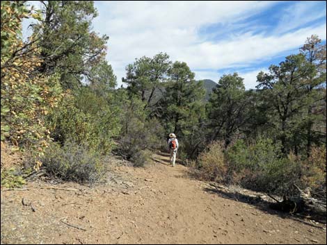 Lovell Canyon Trail