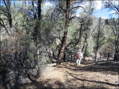 Lovell Canyon Trail