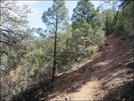 Lovell Canyon Trail