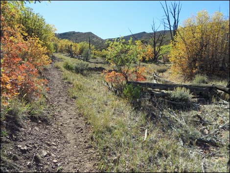 Lovell Canyon Trail