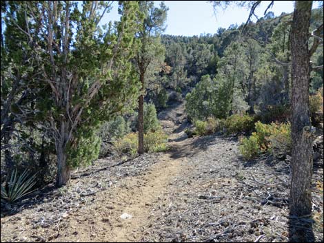 Lovell Canyon Trail