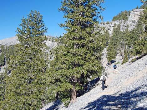 North Loop Trail -- North Ridge