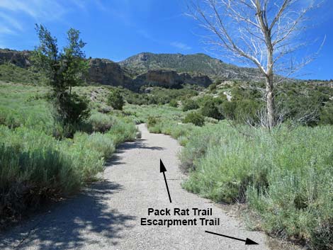 Escarpment Trail