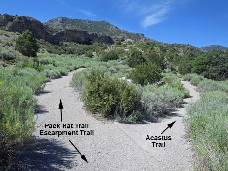 Escarpment Trail