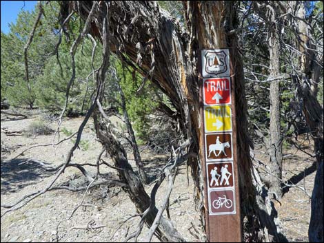 Big Sawmill Loop Trail