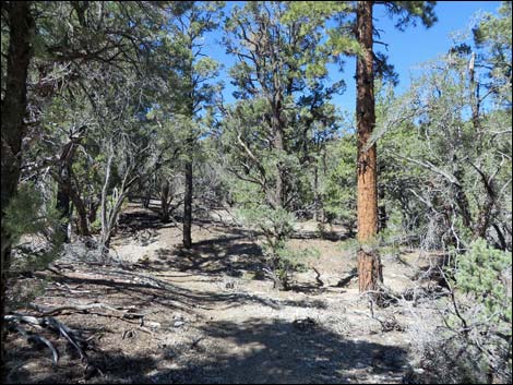 Big Sawmill Loop Trail