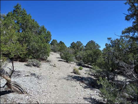 Big Sawmill Loop Trail