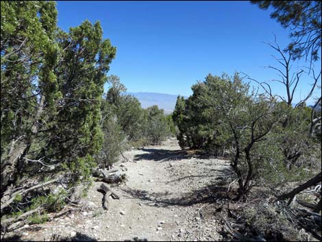 Big Sawmill Loop Trail