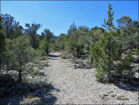 Big Sawmill Loop Trail