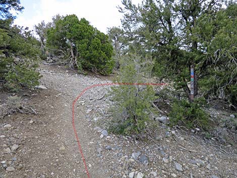 Blue Tree Loop Trail