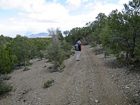 Blue Tree Loop Trail