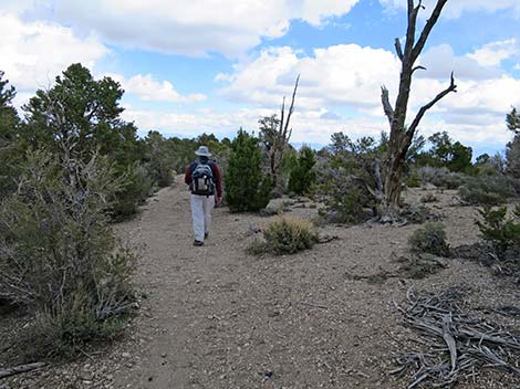 Blue Tree Loop Trail