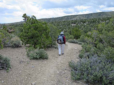 Blue Tree Loop Trail