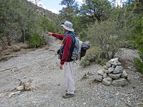 Blue Tree Loop Trail