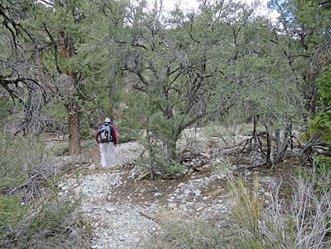 Blue Tree Loop Trail