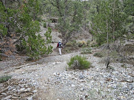 Blue Tree Loop Trail