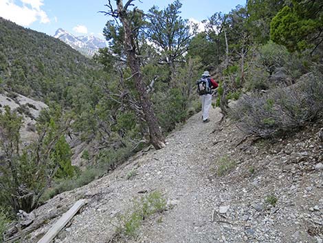 Blue Tree Loop Trail