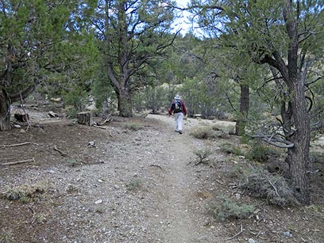 Blue Tree Loop Trail