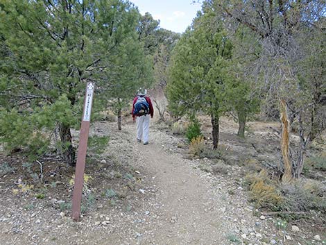 Blue Tree Loop Trail