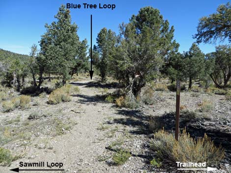 Blue Tree Loop Trail