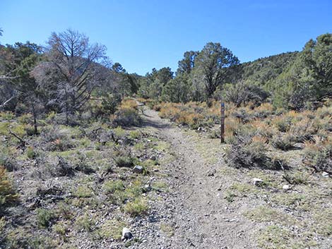 Blue Tree Loop Trail