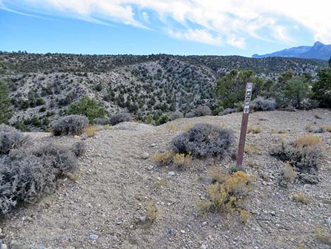 Blue Tree Loop Trail