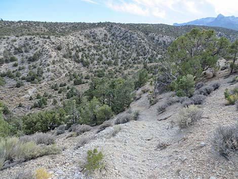 Blue Tree Loop Trail