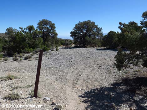 Blue Tree Loop Trail