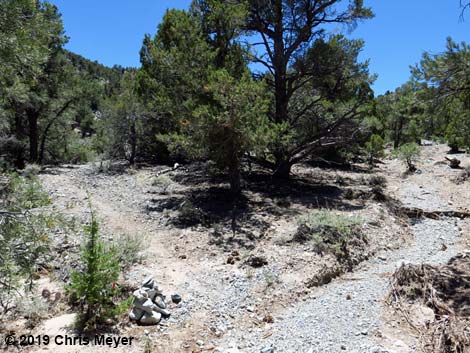 Blue Tree Loop Trail