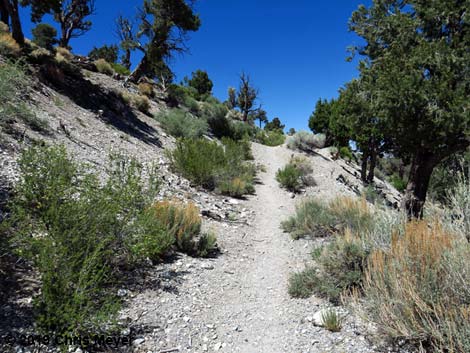 Blue Tree Loop Trail