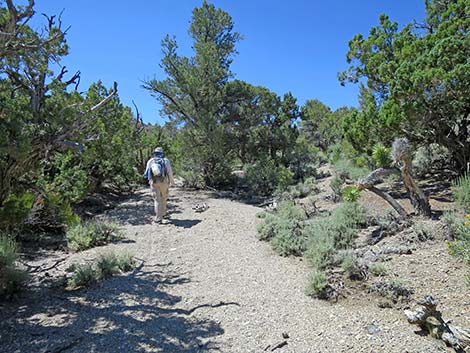 Rocky Gorge Loop Trail