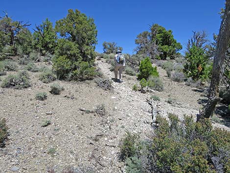 Rocky Gorge Loop Trail