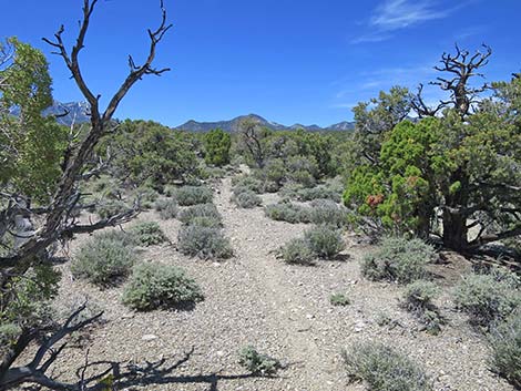 Rocky Gorge Loop Trail