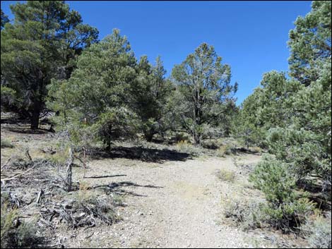 Sawmill Loop Trail