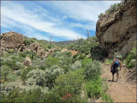 Schaerfer Spring Trail