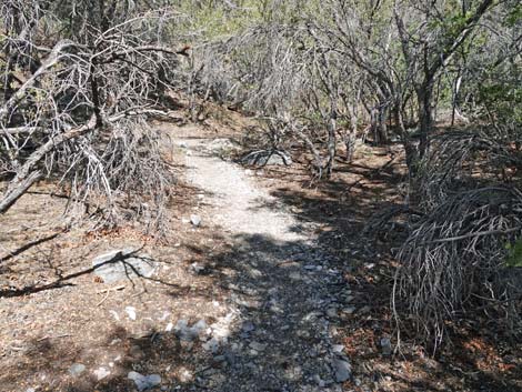 Stanley B Springs Trail