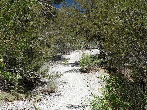 Trail Canyon Trailhead