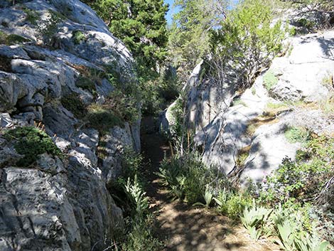 Wildhorse Loop Trail