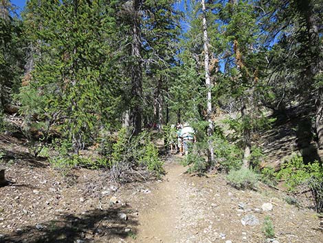 Wildhorse Loop Trail