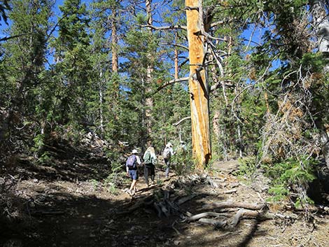 Wildhorse Loop Trail