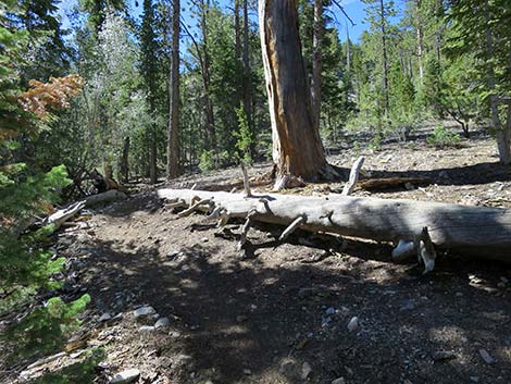 Wildhorse Loop Trail