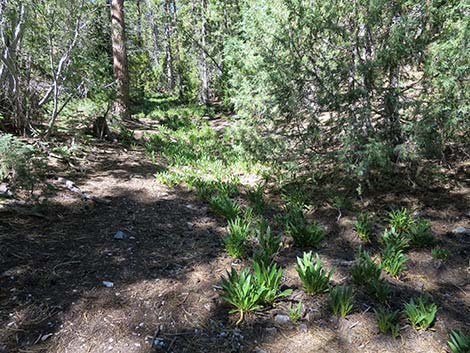 Wildhorse Loop Trail