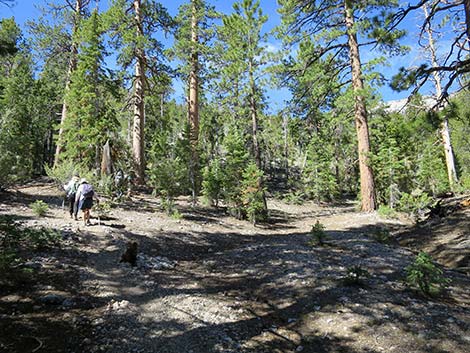 Wildhorse Loop Trail