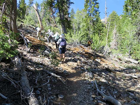 Wildhorse Loop Trail