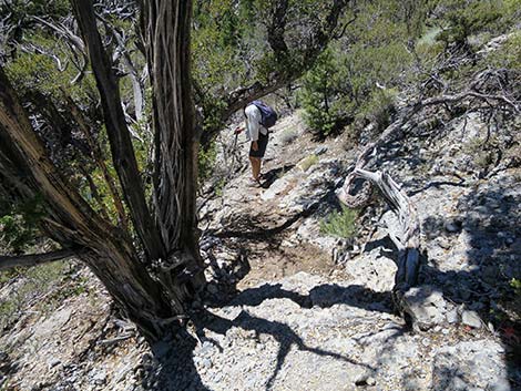 Wildhorse Loop Trail