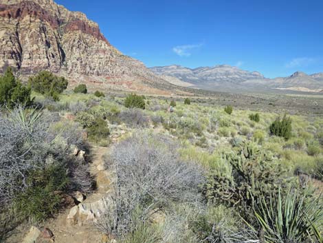 Mojave Desert Scrub (Upper Sonoran Life Zone)