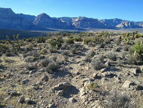 Cat-N-Hat Trail