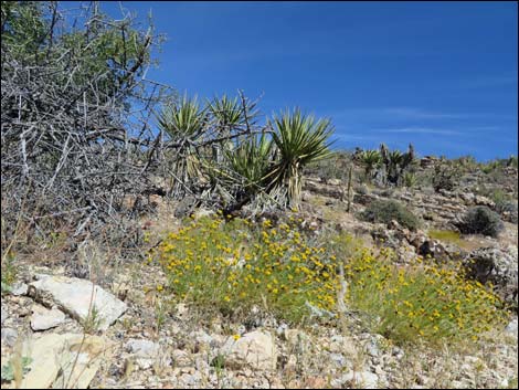 Fossil Trail