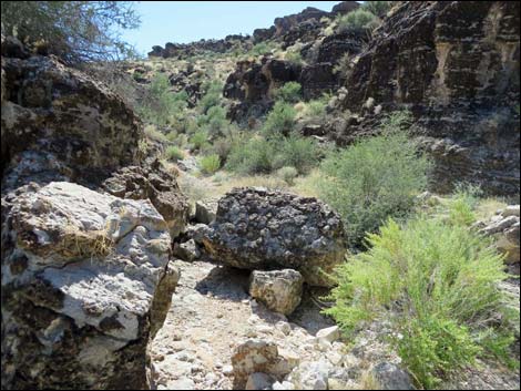 Blue Diamond Hill Fossils